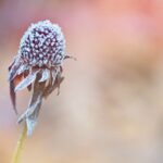 Wishing you peace this holiday season blossom