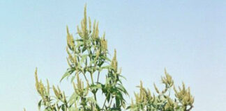 Giant ragweed still looms large in Ohio Giant Ragweed