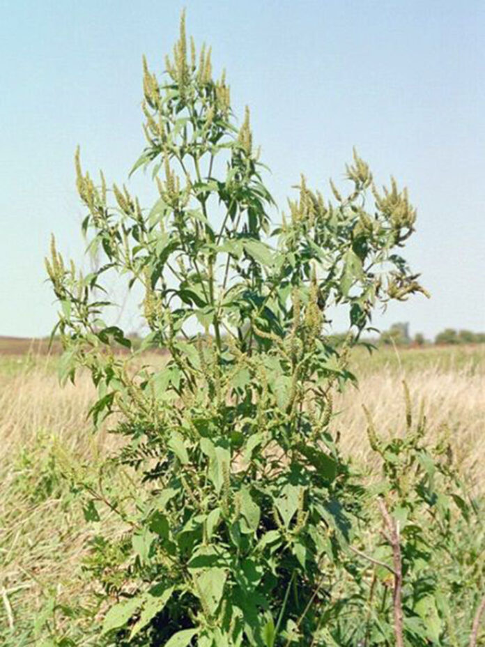 Giant Ragweed