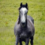 The roan roan horse