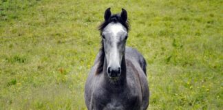 roan horse