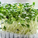 Finding a balance this holiday season microgreens