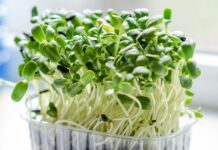Finding a balance this holiday season microgreens