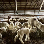 Lightning round lambing ends 2022 lambs and ewes