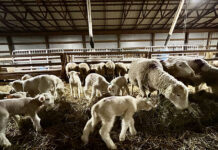 Lightning round lambing ends 2022 lambs and ewes