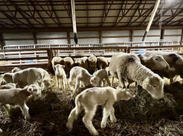 lambs and ewes