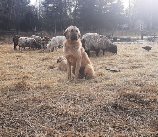 When a farmer has to make hard decisions livestock guardian dog with livestock