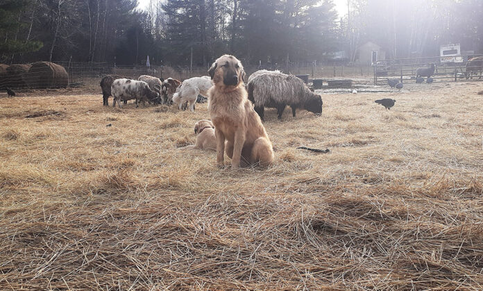 livestock guardian dog with livestock