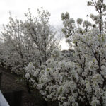 Planting Callery pear no longer permitted in Ohio Callery pear's white flowers