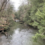 Report hemlock woolly adelgids to ODNR Mill Creek Park