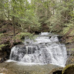 How to identify different types of conifers Hemlock trees stretch over a waterfall