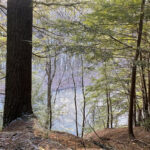 Hemlock trees at Beaver Creek