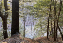 Ohio Forestry Association Foundation accepting grant applications Hemlock trees at Beaver Creek