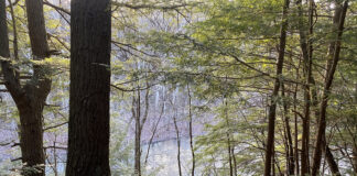 Mr. Cosgrove Hemlock trees at Beaver Creek