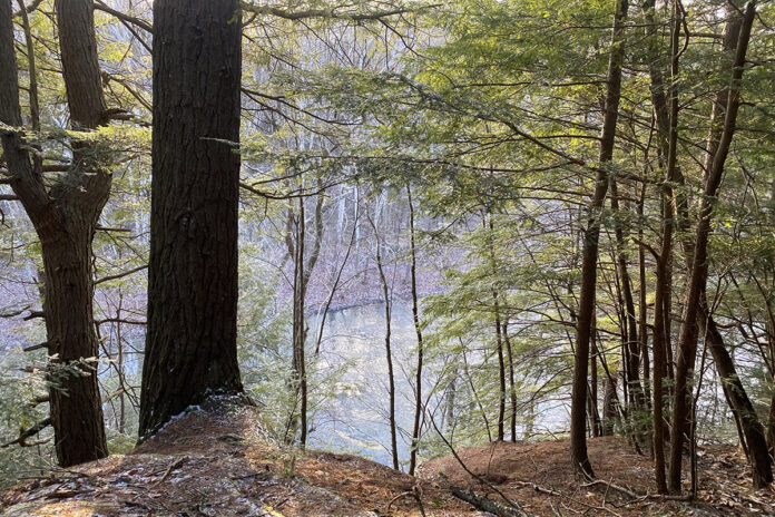 Hemlock trees at Beaver Creek