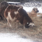 Brains are make-or-break for livestock guardian dogs livestock guardian dog with sheep
