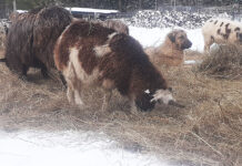 Brains are make-or-break for livestock guardian dogs livestock guardian dog with sheep
