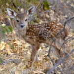 When to expect and what to call Ohio’s baby animals fawn