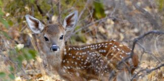 When to expect and what to call Ohio’s baby animals fawn