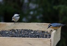 Birds, dumb bulbs and extinct species black-capped chickadee and red-breasted nuthatch