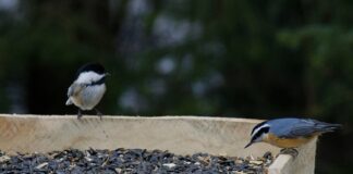 Birds, dumb bulbs and extinct species black-capped chickadee and red-breasted nuthatch