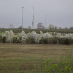 How invasive species affect wildlife Callery pear