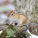 Gradual improvements for wildlife habitat chipmunk