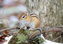 Gradual improvements for wildlife habitat chipmunk