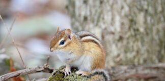 Gradual improvements for wildlife habitat chipmunk