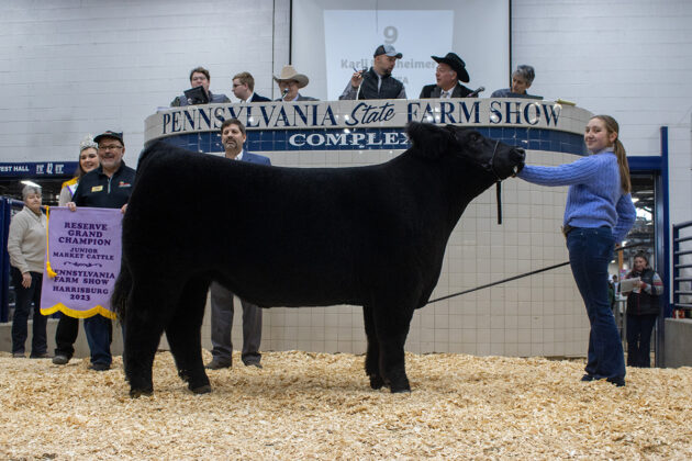 Reserve Champion Steer