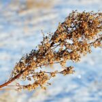 Coming out of the darkness of a long and cold winter snow