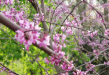 Plant more trees, save the bees and other wildlife A mature redbud tree in the spring