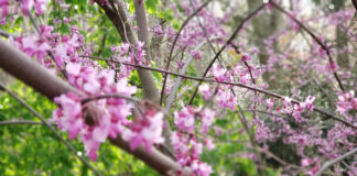 A mature redbud tree in the spring