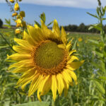 United we stand in conservation sunflower