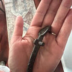 Can you hazard a guess on this palm-sized mystery tool?