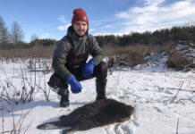 How to trap a beaver Beaver hunting