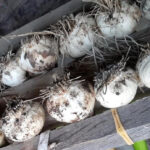 Classes on how to grow garlic are offered by Lady Buggs Pharm.