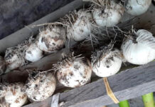 Lady Buggs Pharm honors ancestral ties to plants and nature Classes on how to grow garlic are offered by Lady Buggs Pharm.