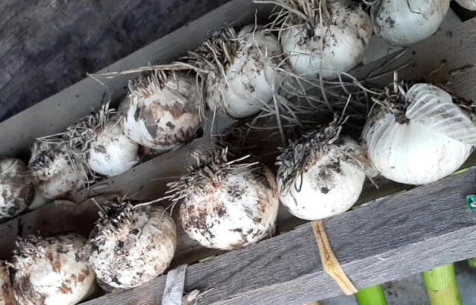 Classes on how to grow garlic are offered by Lady Buggs Pharm.