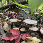 Beware of pollution when foraging agaricus bisporus