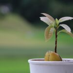 How to grow a tree from an avocado pit avocado tree sprout