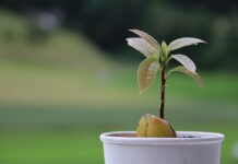 How to grow a tree from an avocado pit avocado tree sprout