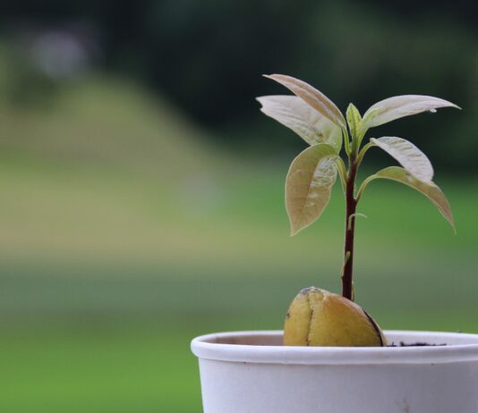 avocado tree sprout