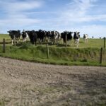 Didn’t everyone ‘fall’ plow in mild, warm February? dairy cattle