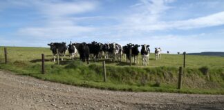 Didn’t everyone ‘fall’ plow in mild, warm February? dairy cattle