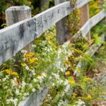 How to manage fallow fields to create wildlife habitat fence and wildflowers