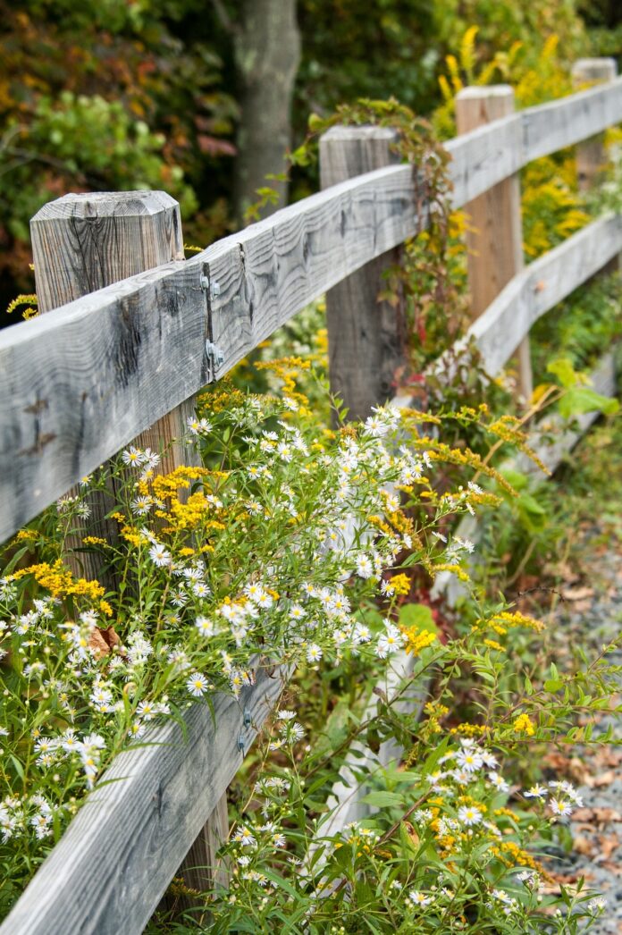 fence and wildflowers fence and wildflowers