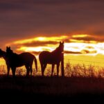 Dude Horse’s View horses silhouettes at sunset