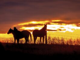 horses silhouettes at sunset