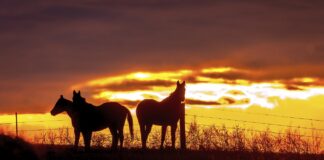 horses silhouettes at sunset